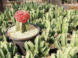 Red cactus in the garden photo