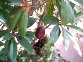 encaje marrón rojizo en el árbol foto