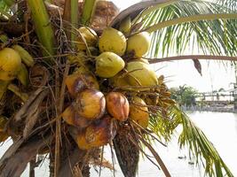 Coconut trees that are fruiting and have a pool background photo