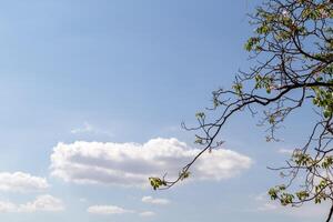 View from below blue sky and clouds with tree on the side of image. photo