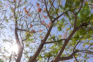 View from below blue sky and clouds with tree on the side of image. photo