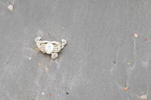 el cangrejo supino muerto en la arena y una pequeña piedra en la playa, la arena está mojada foto