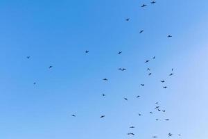 los pájaros vuelan en el cielo azul, imagen de fondo del cielo foto