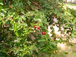 The red lace on the tree and the leaves are blurred in the background photo