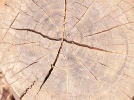 la textura de cerca del tocón de árbol con grietas de uso de tocones para imágenes de fondo foto