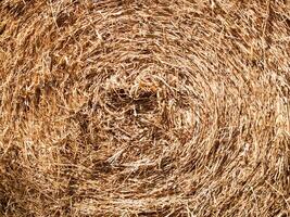 Texture of hay dry leaves that is circle use for backgrounds images photo