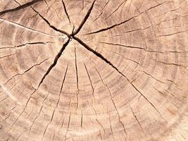 The texture close up of tree stump with have cracks of stumps use for background images photo