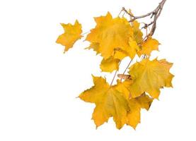 Yellow maple leaves on white background,  autumn forest. photo