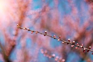 Beautiful cherry blossom sakura in spring time over blue sky. photo