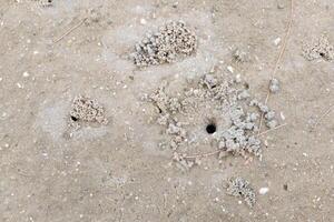 Crab's hole on the beach floor on wet sand photo