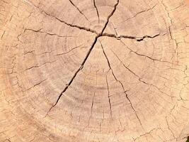 The texture close up of tree stump with have cracks of stumps use for background images photo