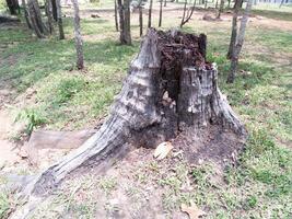 Texture of tree stump for background images photo