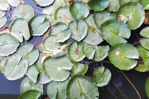 Close up green lotus leaves background. the view from the top. photo