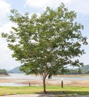 Tree on the lawn With rivers, mountains, and skies in the background photo