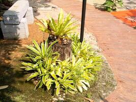 Shrubs beside the walkway photo