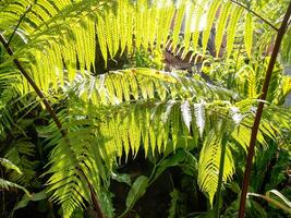 The ferns in the garden with sunlight are sent to the leaves photo