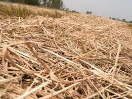 The straw dry in the field with a blurred background photo