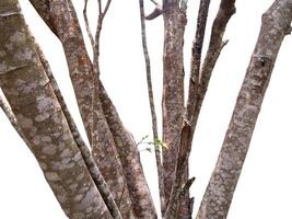 Dry branch with sunlight, Isolated on white background photo