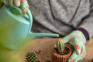 female hands in gloves hold a blue watering can and water a newly transplanted succulent photo