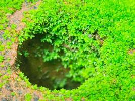 Moss growing on a rock, top view, close-up photo