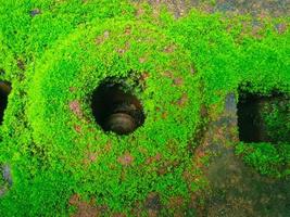 Moss growing on a rock, top view, close-up photo