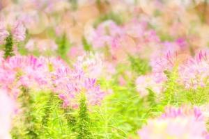 pink flowers in field photo