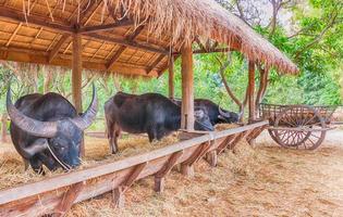 establo de búfalos en la granja foto
