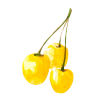 ilustración acuarela cereza png