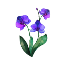 orkidé akvarell på illustrationen png