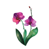 aquarelle d'orchidée sur l'illustration png