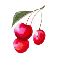 illustration aquarelle cerise png