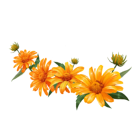 ilustración de flores de aster png