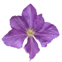 illustrazione del fiore di clematide png