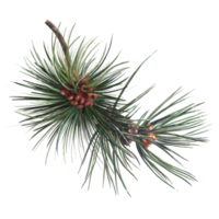 coniferous pine tree with cones, botanical illustration png