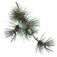 rama de pino con conos, ilustración de árbol de navidad png