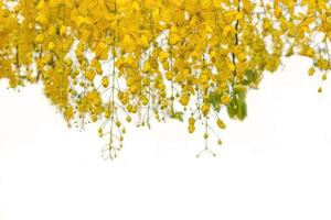 yellow flowers on white background photo