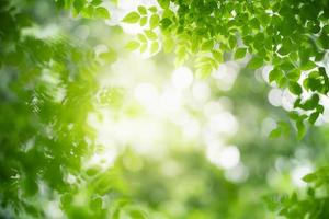 Closeup of beautiful nature view green leaf on blurred greenery background in garden with copy space using as background wallpaper page concept. photo