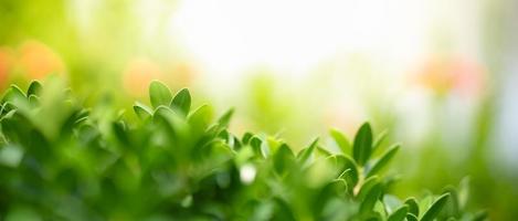 primer plano de la hermosa vista de la naturaleza hoja verde sobre fondo verde borroso en el jardín con espacio de copia utilizando como concepto de página de portada de fondo. foto