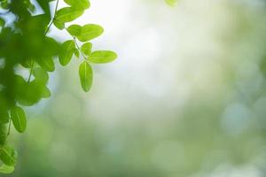 Closeup of beautiful nature view green leaf on blurred greenery background in garden with copy space using as background wallpaper page concept. photo