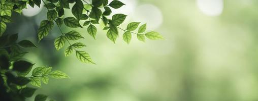 primer plano de la hermosa vista de la naturaleza hoja verde sobre fondo verde borroso en el jardín con espacio de copia utilizando como concepto de página de portada de fondo. foto