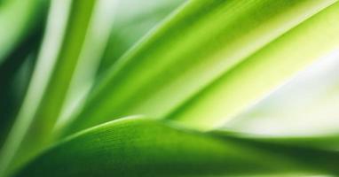 Closeup abstract nature green blurred background nature leaf on greenery background with copy space using as background wallpaper page concept. photo