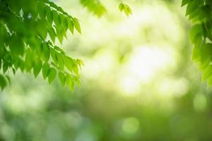 Closeup of beautiful nature view green leaf on blurred greenery background in garden with copy space using as background wallpaper page concept. photo