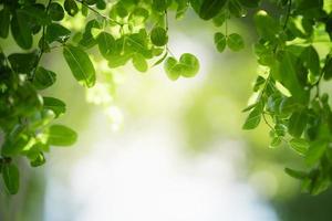 Closeup of beautiful nature view green leaf on blurred greenery background in garden with copy space using as background wallpaper page concept. photo