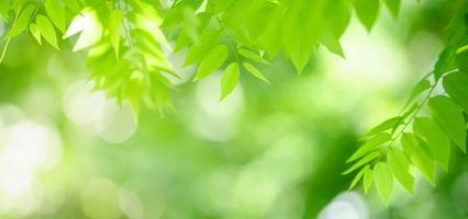 Closeup of beautiful nature view green leaf on blurred greenery background in garden with copy space using as background cover page concept. photo