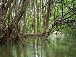 old banyan tree roots In the Little Amazon or Khlong Sang Naen, Phang Nga, Thailand, a famous tourist destination. photo