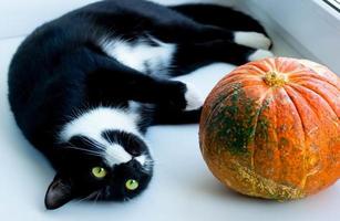 Black and white cat lying on plaid with pumpkin. Concept winter cozy comfort photo