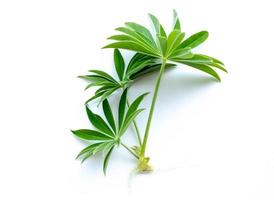 green sprouts plant on a white background photo