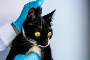 cat with veterinarian doctor at vet clinic. examination of the animal with photo