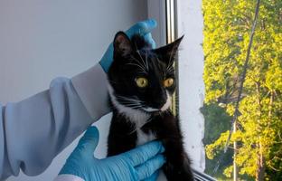 gato con médico veterinario en la clínica veterinaria. examen del animal con foto