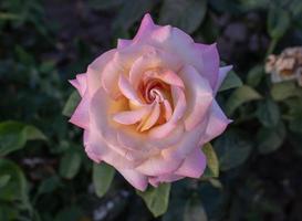 Pink roses in the garden photo